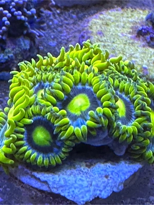Zoanthus Blueberry Pie Koralle Meerwasser