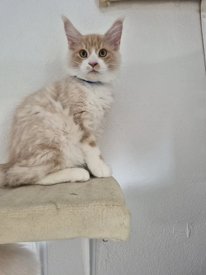 Maine Coon Kitten 