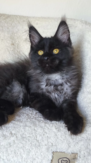 Maine-Coon-Kätzchen mit Stammbaum Bild 6