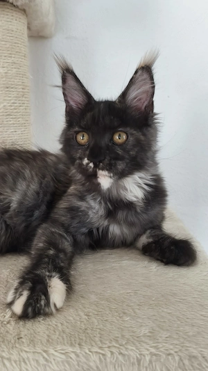 Maine-Coon-Kätzchen mit Stammbaum