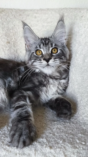Maine-Coon-Kätzchen mit Stammbaum Bild 10