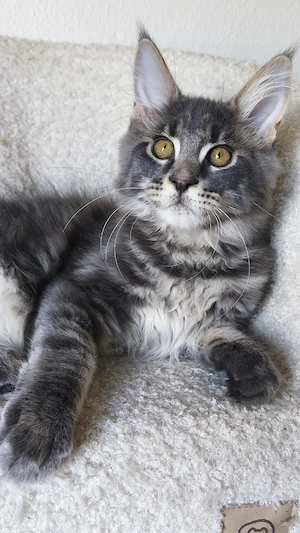 Maine-Coon-Kätzchen mit Stammbaum