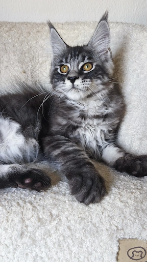 Maine-Coon-Kätzchen mit Stammbaum Bild 9