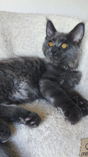 Maine-Coon-Kätzchen mit Stammbaum Bild 7