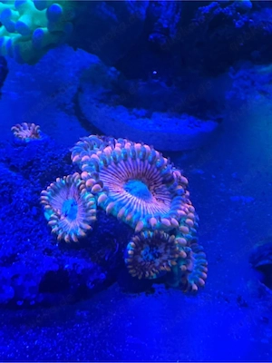 Zoanthus Seduction Koralle Meerwasser 
