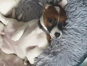 Jackrusselmix  welpen