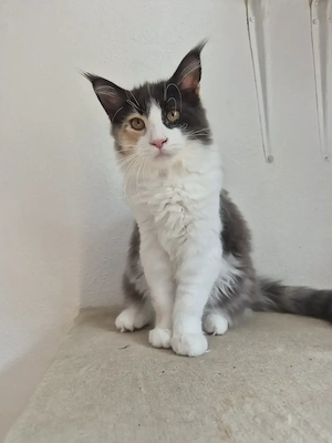 Maine Coon Kitten 