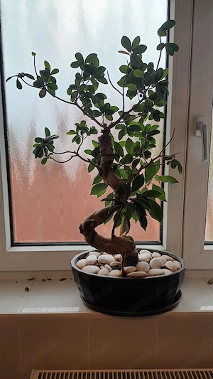 Schöner Ficus Ginseng Bonsai (Chinesische Feige) in S-Form mit Übertopf