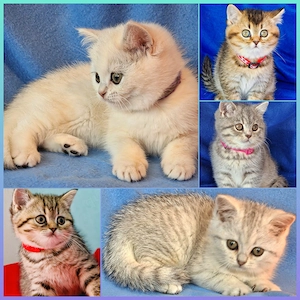 Bkh Kitten mit Stammbaum 