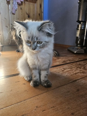 2 Perserkitten, gechipt, 2x geimpft
