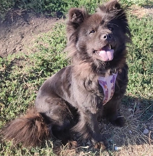 Chow Chow Mix Maxi