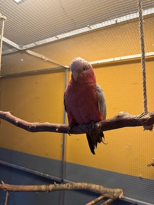 2 Rosa Kakadu Hähne