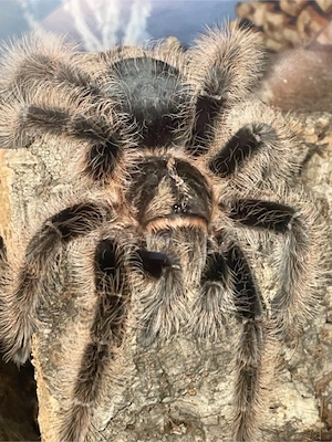 Tliltocatl Albopilosus