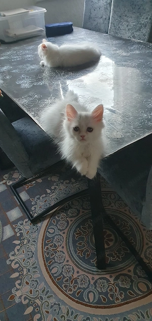 Perser Kitten Männlich 