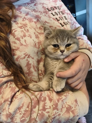 BKH Kitten