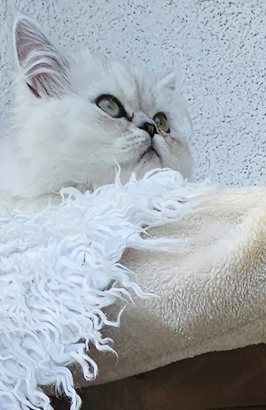 Reinrassige Perser Chinchilla Kätzchen  Stammbaum 