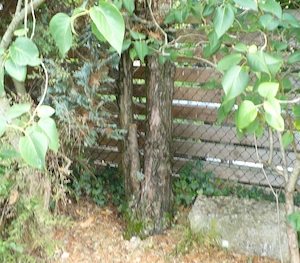 Brennholz zum selber fällen