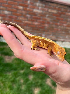 Kronengecko Nachzucht poss. Cappuccino Correlophus Ciliatus 