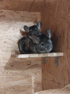 Chinchilla Böcke