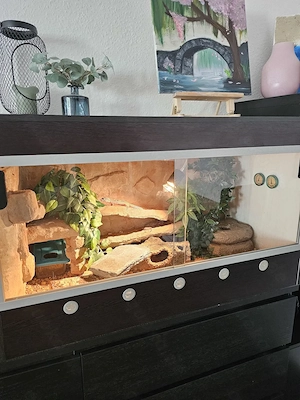 3 Leopardgeckos mit Terrarien und Zubehör