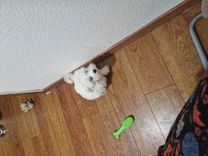 Mini Malteser 