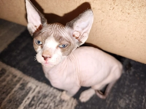 canadian sphynx Kater 