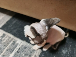 canadian sphynx Kater 