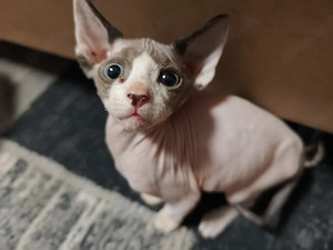 canadian sphynx Bube 