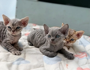 Devon Rex Kitten - 3 wunderschöne Lockenkinder suchen ihr Zuhause
