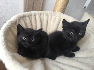Vermittlungshilfe für 6 kleine Kitten 