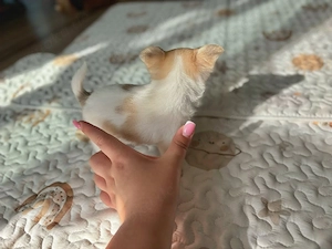    Chihuahua-Welpen   kleine Begleiter fürs große Familienglück   