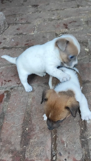 Jack Russel Welpen 