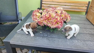 Jack Russel Welpen 