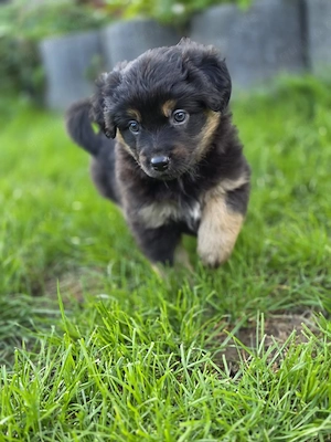 Miniature  Mini Australian Shepherd Welpen