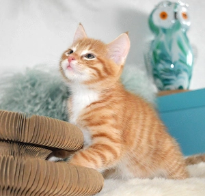 Maine coon    Hauskater Mix Rasselbande sucht!