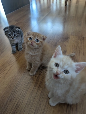 Süße Babykatzen  abzugeben 