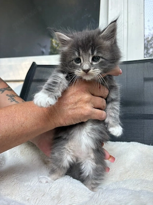 2 reinrassige Maine coon kitten ( ihne Papiere) suchen ihr für immer Zuhause 