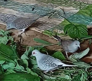 Diamanten Tauben in weiß 