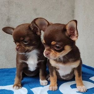    Chihuahua-Welpen   kleine Begleiter fürs große Familienglück   