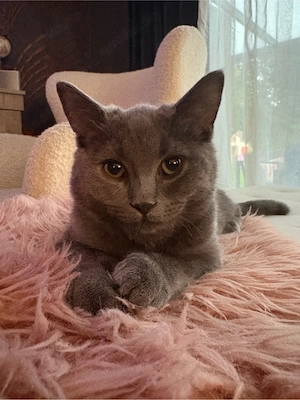 Bkh kitten