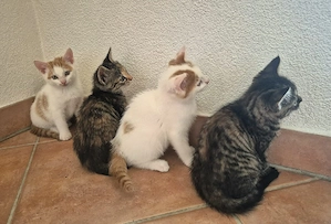 4 Katzenbabys zum abgeben 