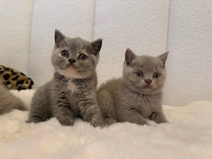 Bkh Kitten ***Abholbereit***