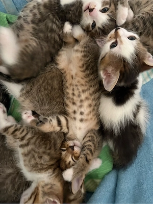 Kleines Kitten sucht neues Zuhause