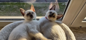Siamkitten Thaikitten Lilac und Chocolate Point 