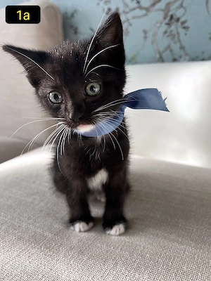 Süße EKH-Kitten suchen ihr Für-immer-Zuhause