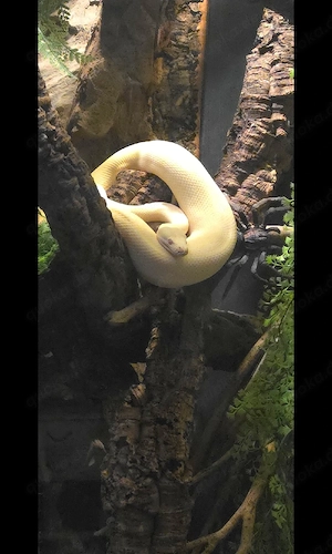 Teppichpython Pärchen 