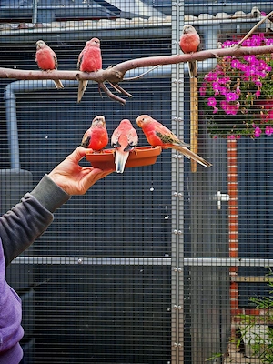 Bourkesittich Gruppe Opalin rosa Pastell auch paarweise 