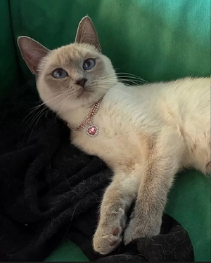Siamkatze in Lilac Point 
