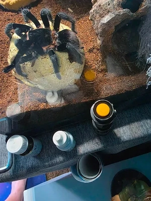 Tliltocatl vagans mit terrarium