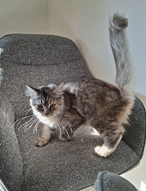 Maine Coon Traum Feyra: Perfekte Familienkatze sucht Kuschelplatz (seltene Farben & Odd Eyes)